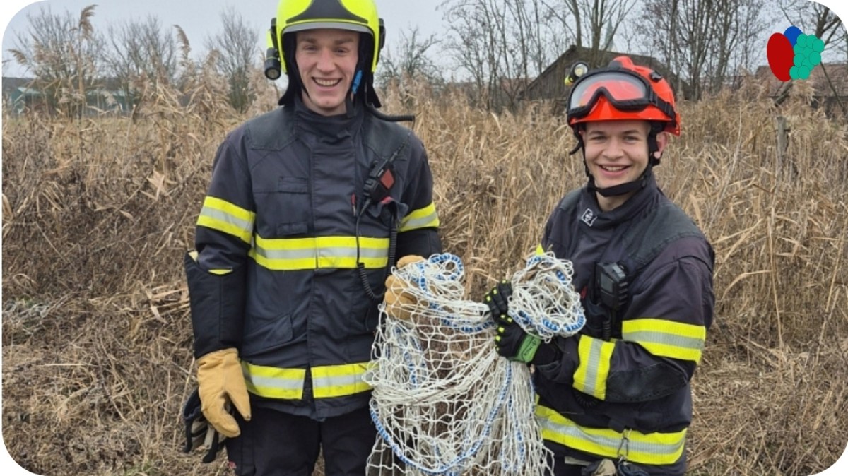 Na Štěpána museli hasiči na Slovácku netradičně lovit KLOKANA
