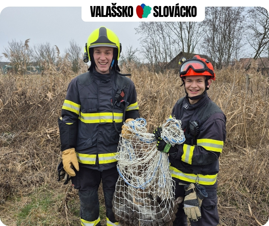 Na Štěpána museli hasiči na Slovácku netradičně lovit KLOKANA