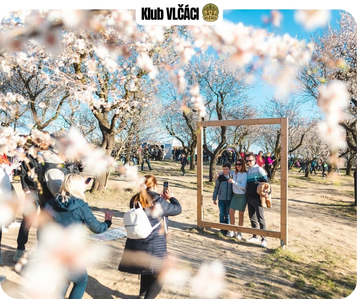 VLČÁCI zvou: Slavnosti mandloní 2026. Získejte MANDLOVKU zdarma!