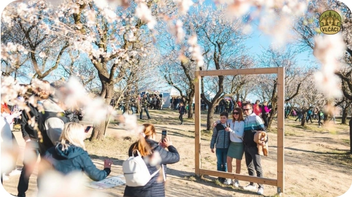 VLČÁCI zvou: Slavnosti mandloní 2026. Získejte MANDLOVKU zdarma!