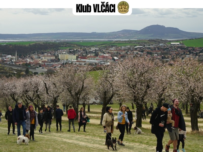 Slavnosti MANDLONÍ přilákají každoročně tisíce návštěvníků