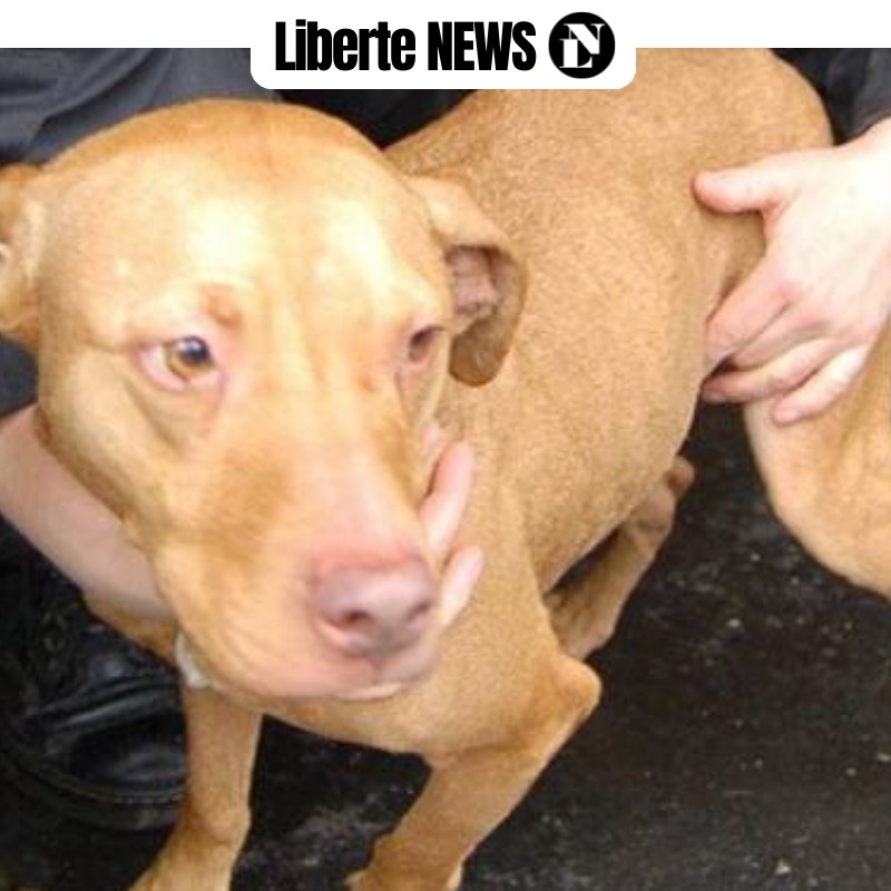 Proč opravdu RADNICE v Kyjově ruší kotce pro odchyt psů?