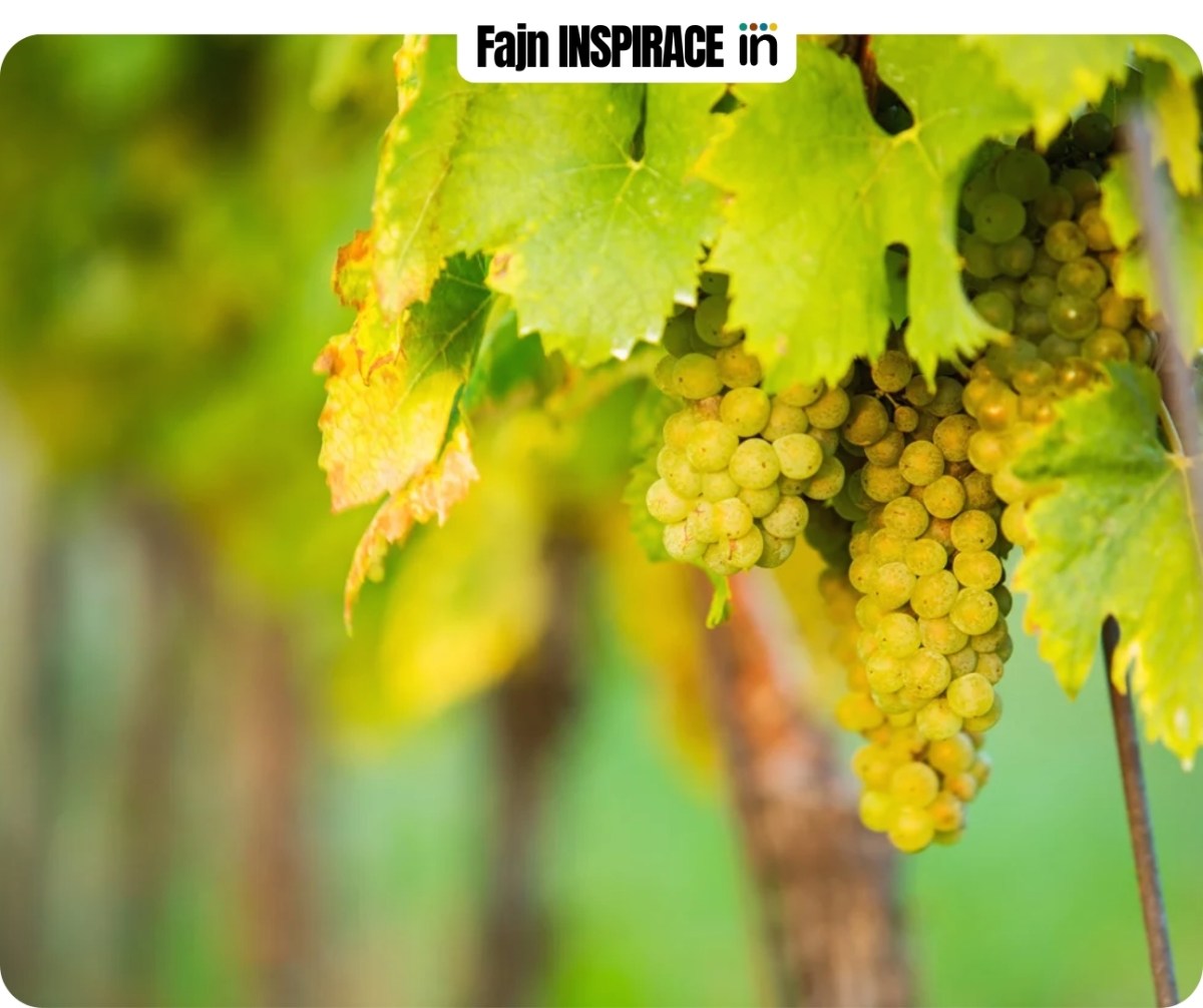 Seriál VINAŘI: Jak vybrat správnou odrůdu révy pro vaše VÍNO