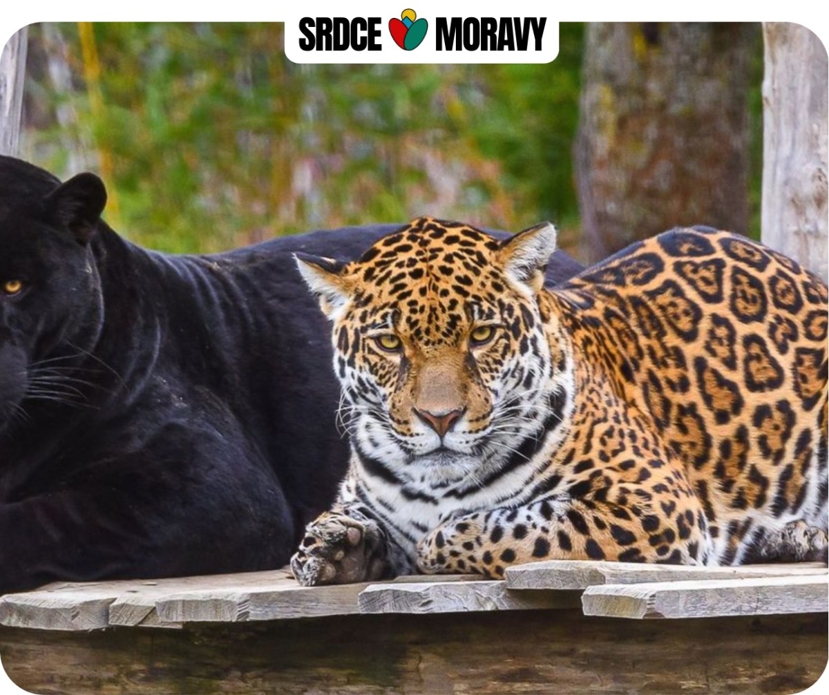 Zlínská ZOO zve na vánoční svátky děti jen za pouhou jednu KORUNU