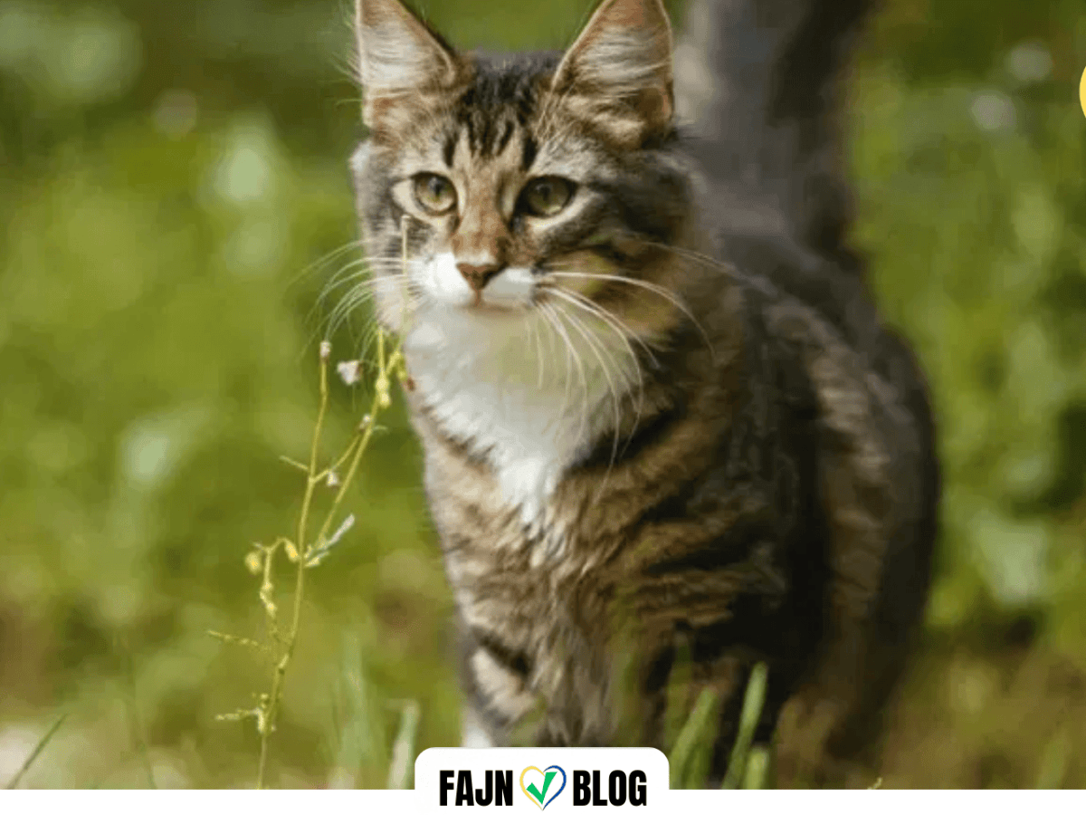 KYJOV | Město bojuje proti množení toulavých koček kastracemi