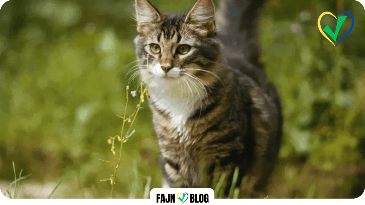 KYJOV | Město bojuje proti množení toulavých koček kastracemi